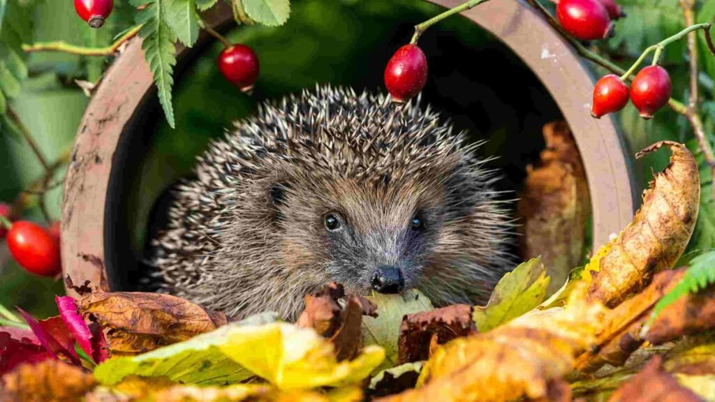 hibernation-herisson-jardin